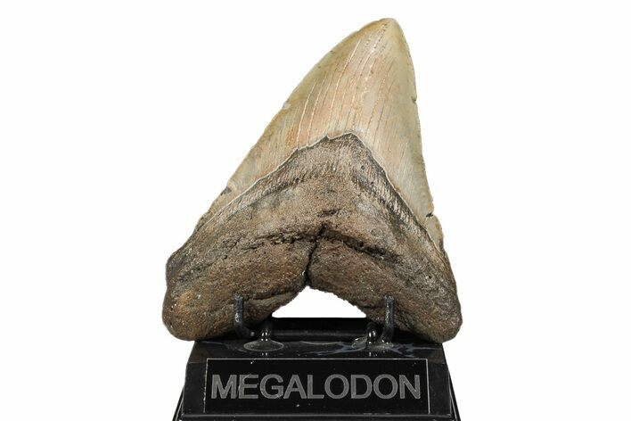 Huge, Fossil Megalodon Tooth - North Carolina #192861